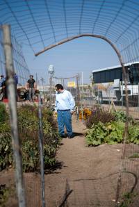 I take a walk through the rows of tomatoes, squash, and basil at the Pixley community garden. (Photo by Andre Yang)